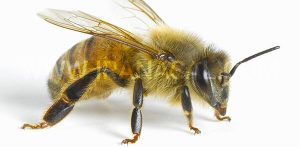 خواص دارویی و درمانی زهر زنبور