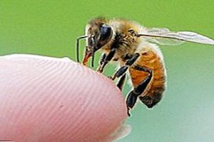 زهر نیش زنبور عسل - قسمت سوم