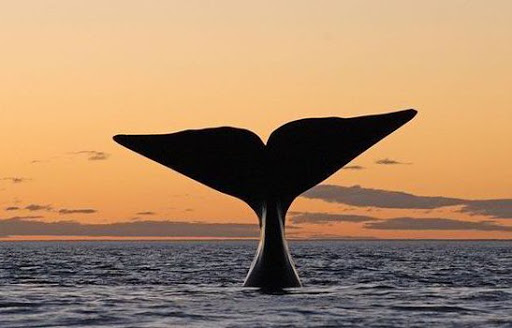 تنهاترین نهنگ دنیا ، نهنگ ۵۲ هرتزی