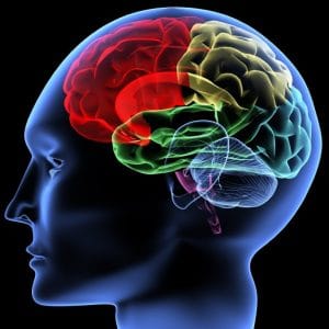 مغز از چه موادی تغذیه میکند ؟